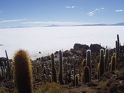 Isla del Pescado in Salar de Uyuni, Daniel Campos Province