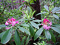 Kembang rhododendron