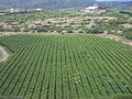 Vineyards in Tarija, Bolivia