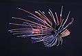 Pterois radiata