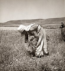 Woman bent over, picking up leftover grain