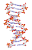 DNA