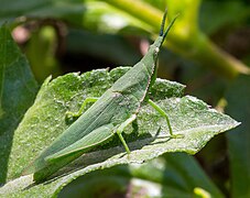 Atractomorpha crenulata at Sambisari Temple Complex, 2014-09-28 04