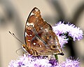 Autumn Leaf ventral view