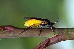 A. p. stephensii, Oxfordshire. laying eggs, the ovipositor can just be seen between the rear legs.