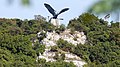 Crown headed Turul bird, Bánhida (Tatabánya), Hungary, the largest bird statue in Europe (made by Gyula Donáth in 1907)