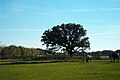 Half-Way Tree in Brodhead