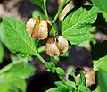 "Peru olma" (Nicandra physalodes)