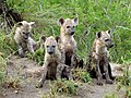 Svorka mláďat hyeny škvrnitej.