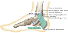 Structures within the tarsal tunnel - with text.svg