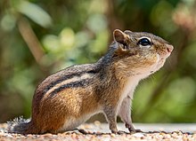 Eastern chipmunk (Tamias striatus)