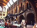 Cadarma d'un Diplodocus cola postura recién, espuestu nel Muséu d'Historia Natural de Londres.