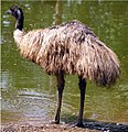 An emu.