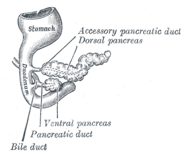 Páncreas en un embrión humano de 5 semanas