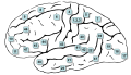 Lateral surface. (The frontal pole is approximately at 10, the occipital pole is approximately at 17, and the temporal pole is approximately at 38.)