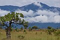 Gujana Muntanji Kunuku (Guyana Kunuku Mountains), Lethem (Altitudni: Medja: 100 m a.s.l.; 1178 pop, 2002; Kodiċi Postali: 16)