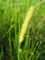 Blaaszegge (Carex vesicaria)