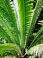 Dioon spinulosum (Orto botanico di Palermo)