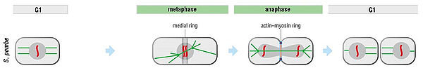 Cytokinesis of the fission yeast.