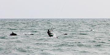 Dauphins Delphinus delphis à Sotchi