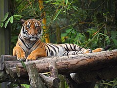 A tiger at the National Zoo of Malaysia