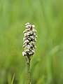 Nonnetjesorchis (Neotinea maculata)