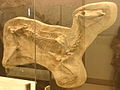 Image 3Protohippus simus (from Evolution of the horse)