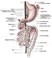 Second stage of development of the intestinal canal and peritoneum, seen from in front (diagrammatic). The liver has been removed and the two layers of the ventral mesogastrium (lesser omentum) have been cut. The vessels are represented in black and the peritoneum in the reddish tint.