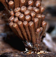 Плодове тіло міксоміцета Tubifera corymbosa