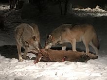 Photograph of two wolves eating a deer carcass at night