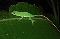 Neotropical Green Anole (Norops biporcatus)