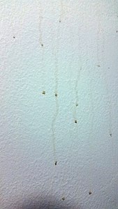 Surfactant leaching on a bathroom wall