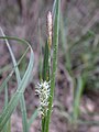 Zeegroene zegge (Carex flacca)