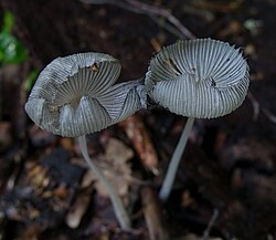 Pikkjalg-tindik Coprinopsis lagopus