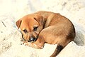 Image 18A little mongrel puppy on the shore, on Halong Bay (from Puppy)