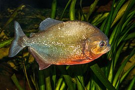 Pygocentrus nattereri - Karlsruhe Zoo 01