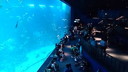 Visitors observing the Ocean Dome exhibit at S.E.A. Aquarium