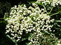 Sambucus nigra or elder (cymose corymb)