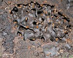 Termites in a mound, Analamazoatra Reserve, Madagascar
