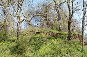 Grassy hill overgrown with trees