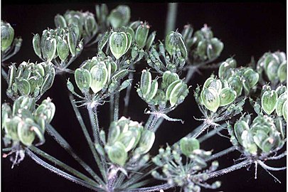 Cow parsnip, Heracleum maximum