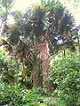 Skėtinė korifa in Liono arboretume (Havajai).
