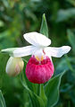 Cypripedium guttatum