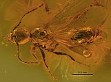 Eocenomyrma ukrainica holotype male