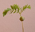 A tamarind seedling