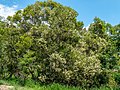 A. melanoxylon habit