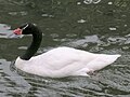 Black-necked Swan