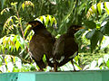 మైనా పక్షి (Common myna both Adult and Juvenile) Acridotheres tristis