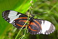 Heliconius cydno cydno longwing, underside