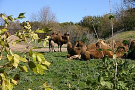 Camels in a natural environment.